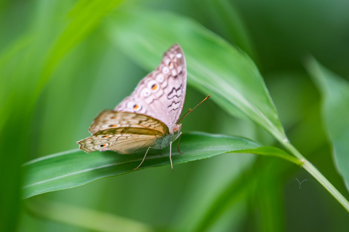 自然生态波纹眼蛱蝶