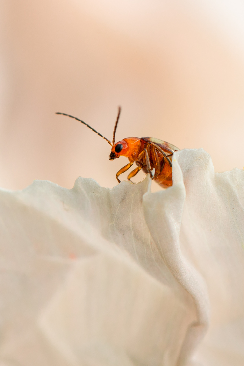 自然生态双斑莹叶甲