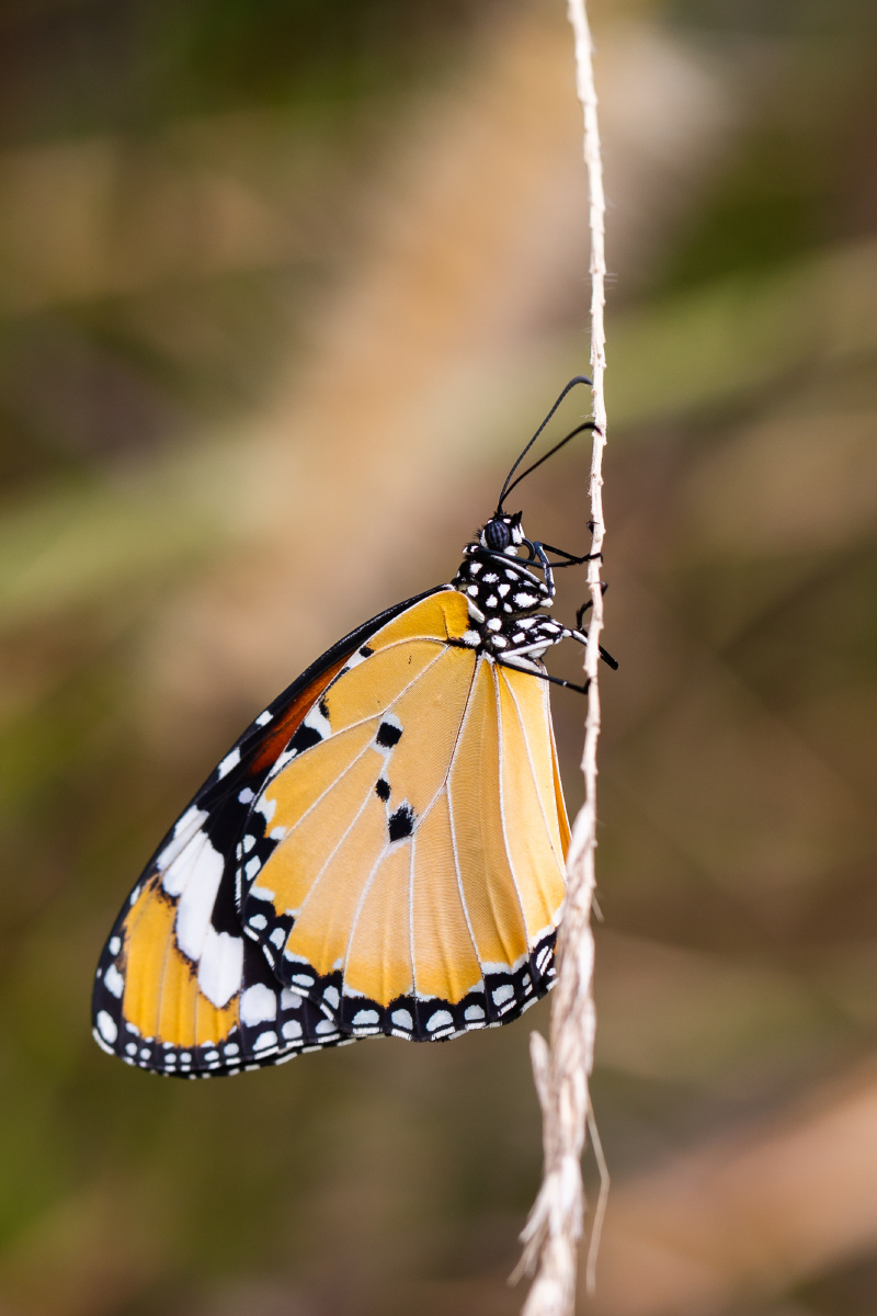 自然生态-金斑蝶