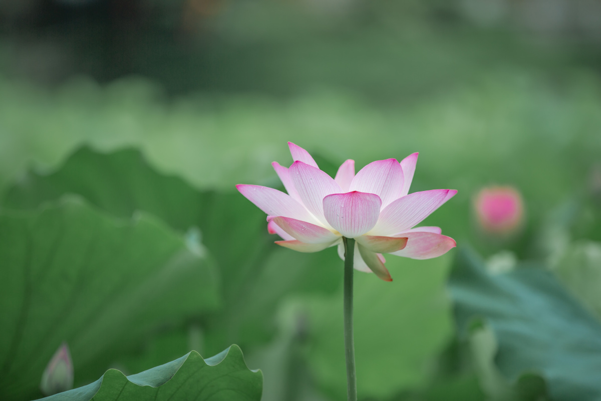 佳能_del_静物41713极简小清新色彩生活植物摄影爱好者大自然生态还没