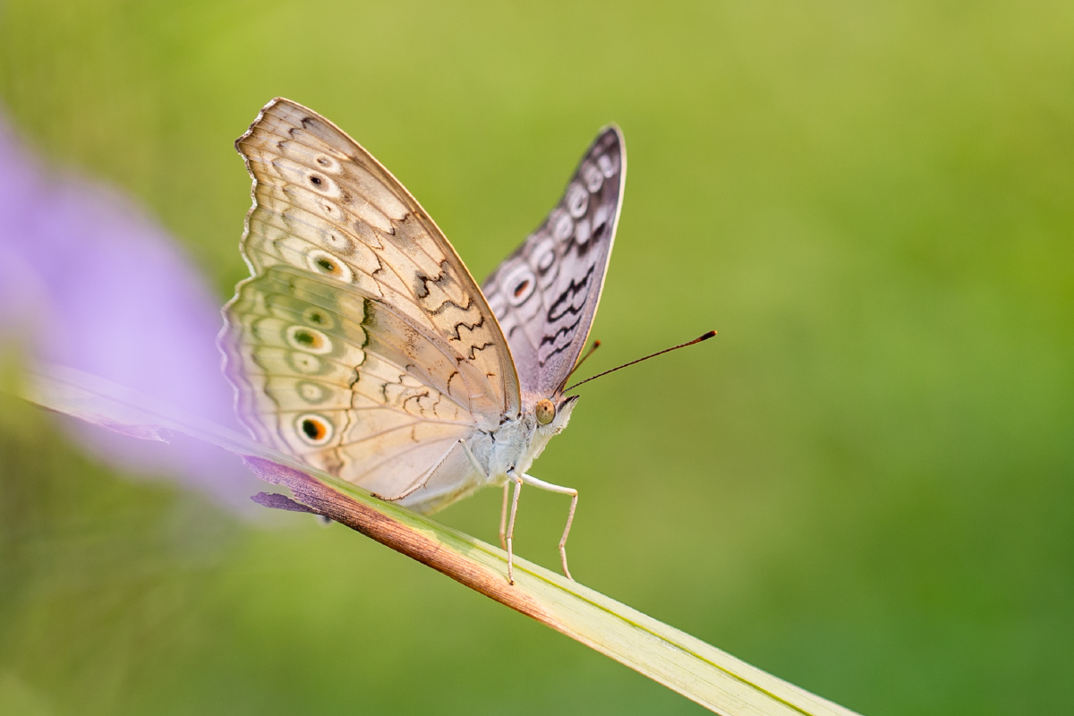 自然生态之美波纹眼蛱蝶