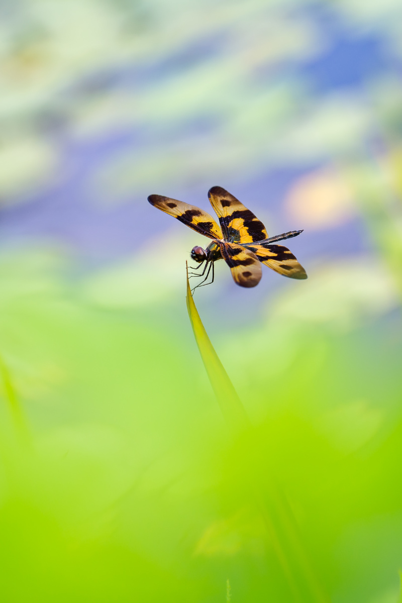 自然生态彩裳蜻蜓