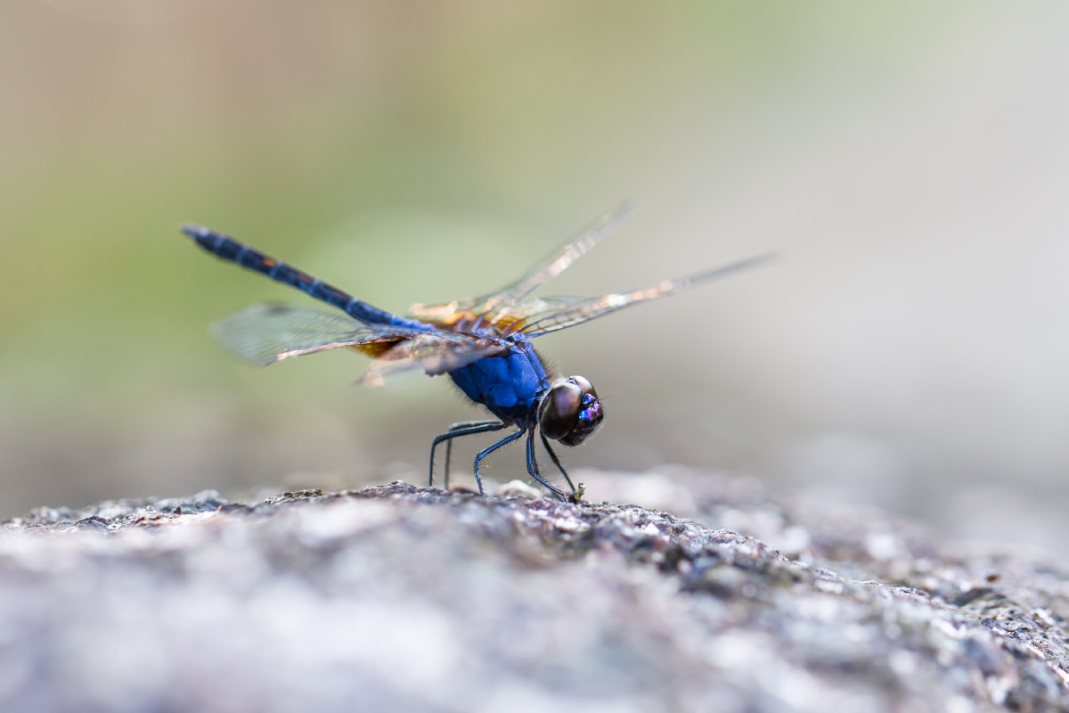 自然生态之美-乐仙蜻蜓 - 风影年轮 - 图虫