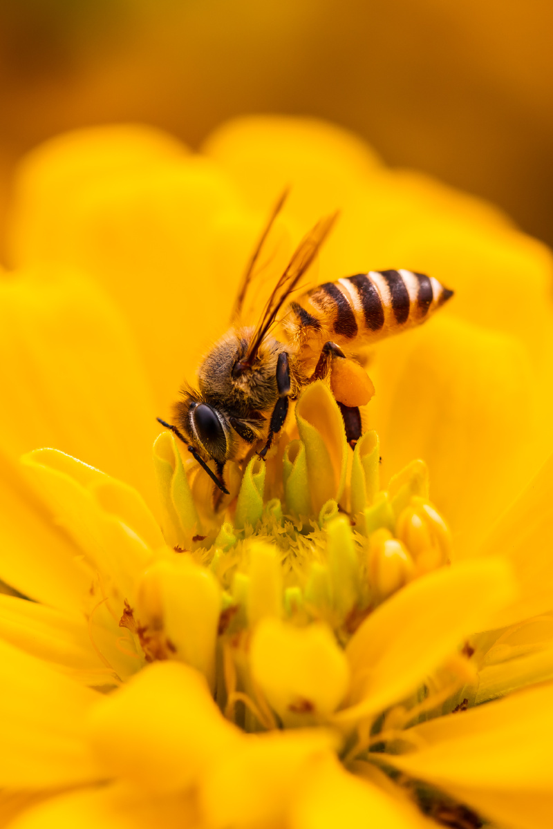 自然生态之美-蜜蜂 - 风影年轮 - 图虫