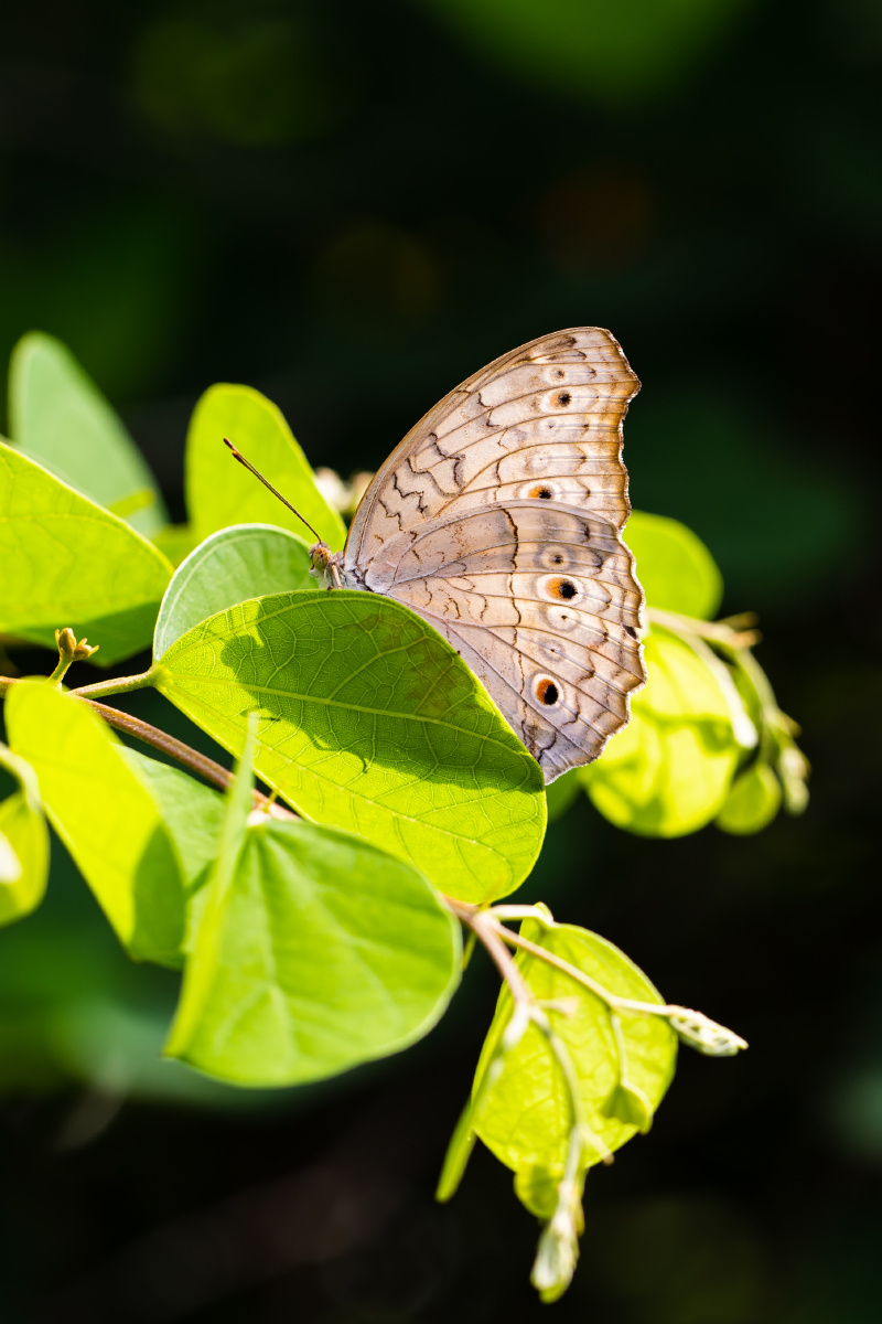 自然生态波纹眼蛱蝶