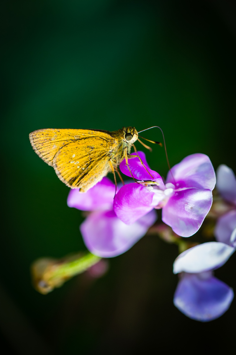 自然生态之美-黄斑弄蝶