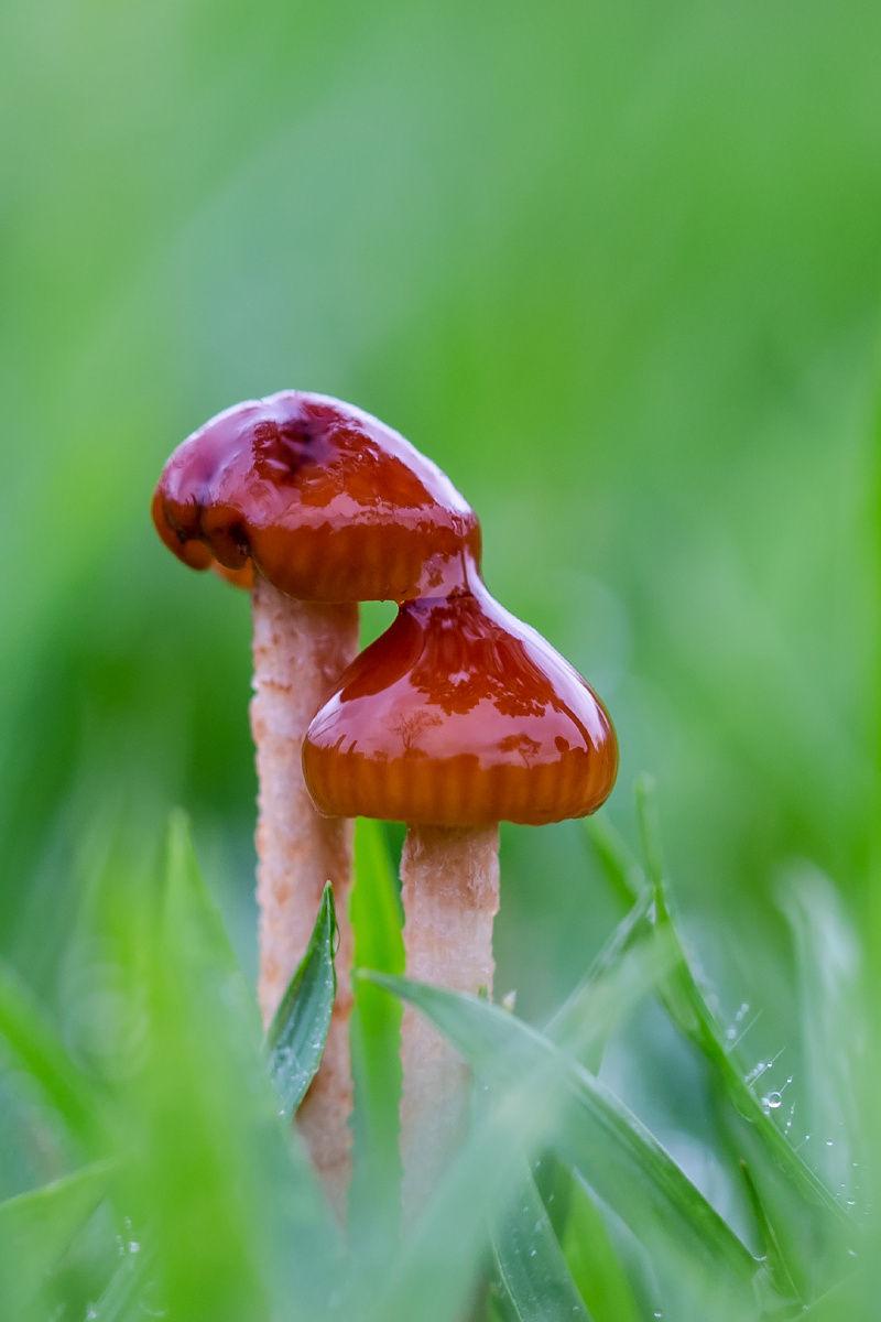 自然生态之美雨后蘑菇