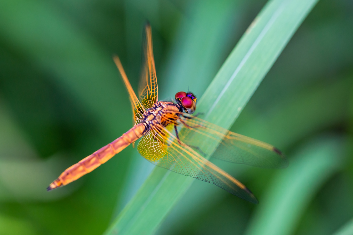 自然生态薄翅蜻蜓