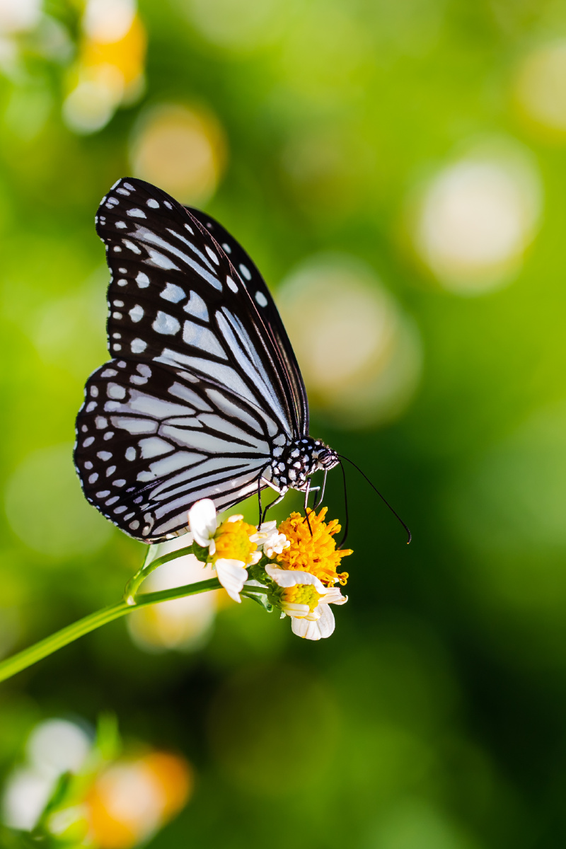自然生态绢斑蝶