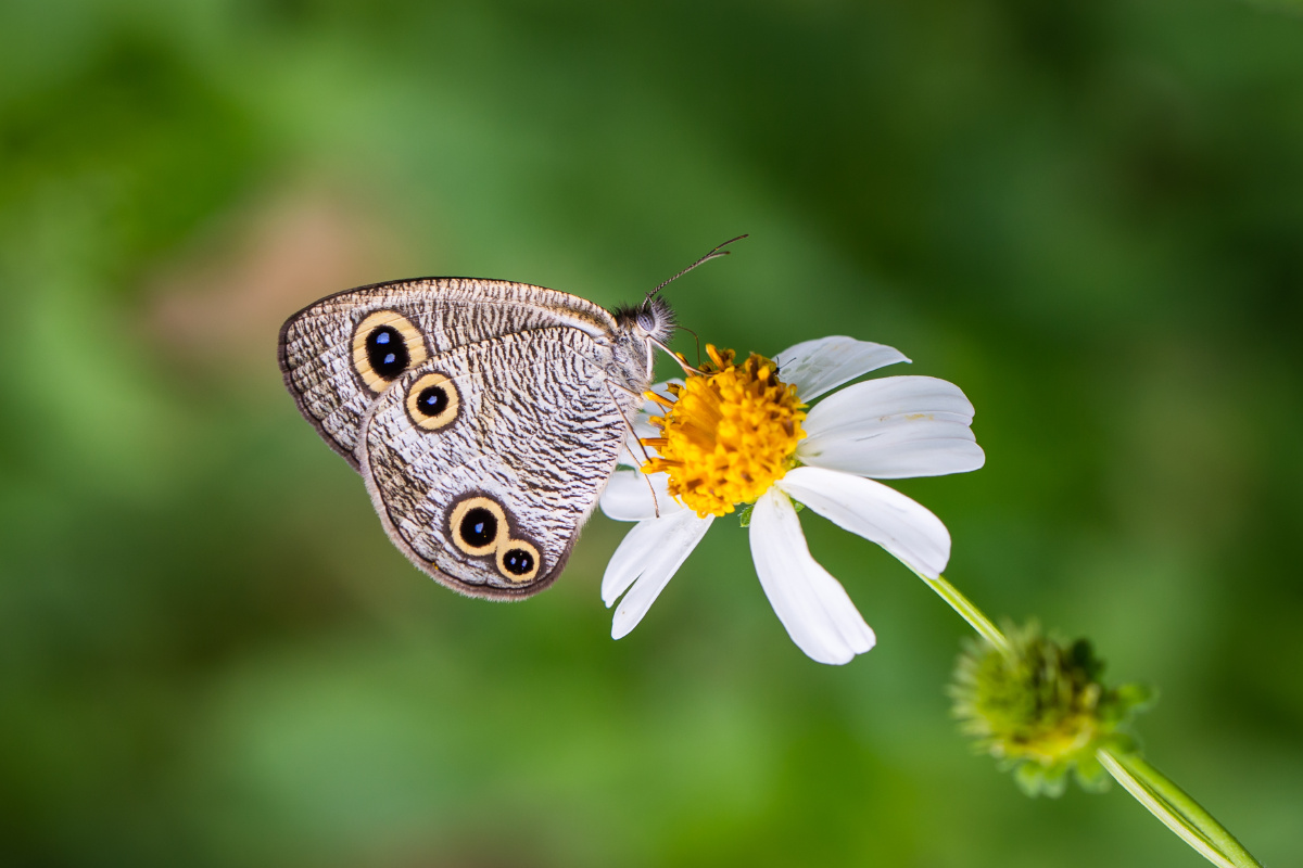 自然生态之美-眼蝶