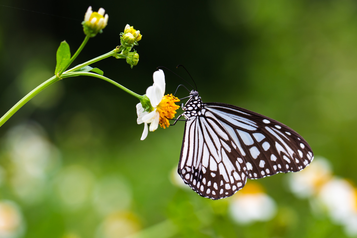 自然生态-绢斑蝶