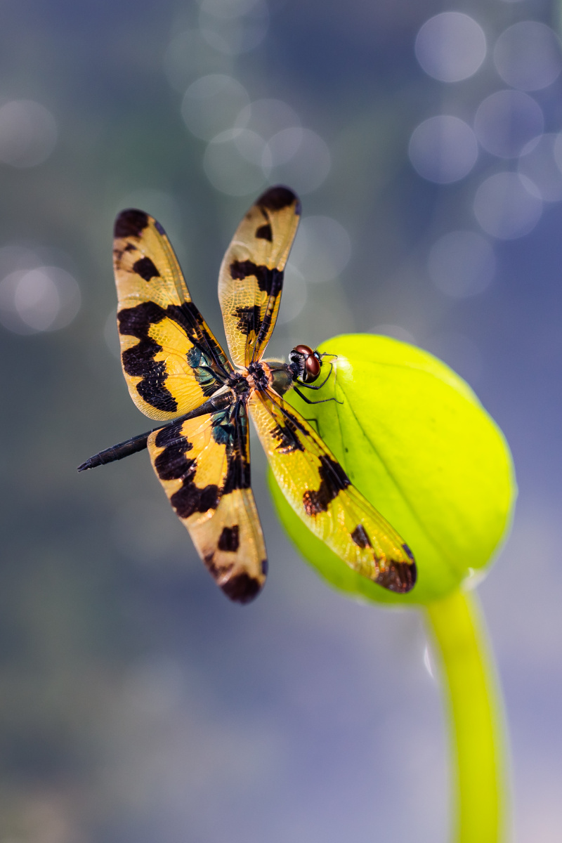 自然生态之美彩裳蜻蜓