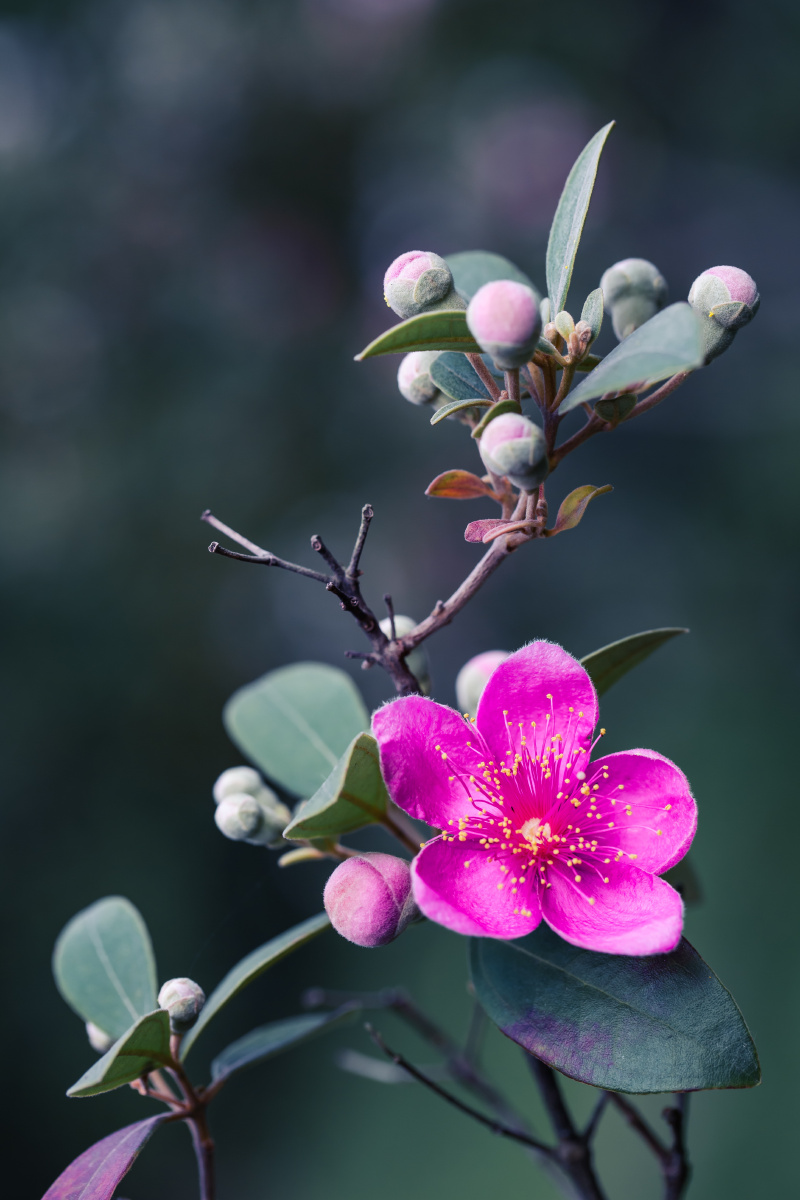 自然生态桃金娘