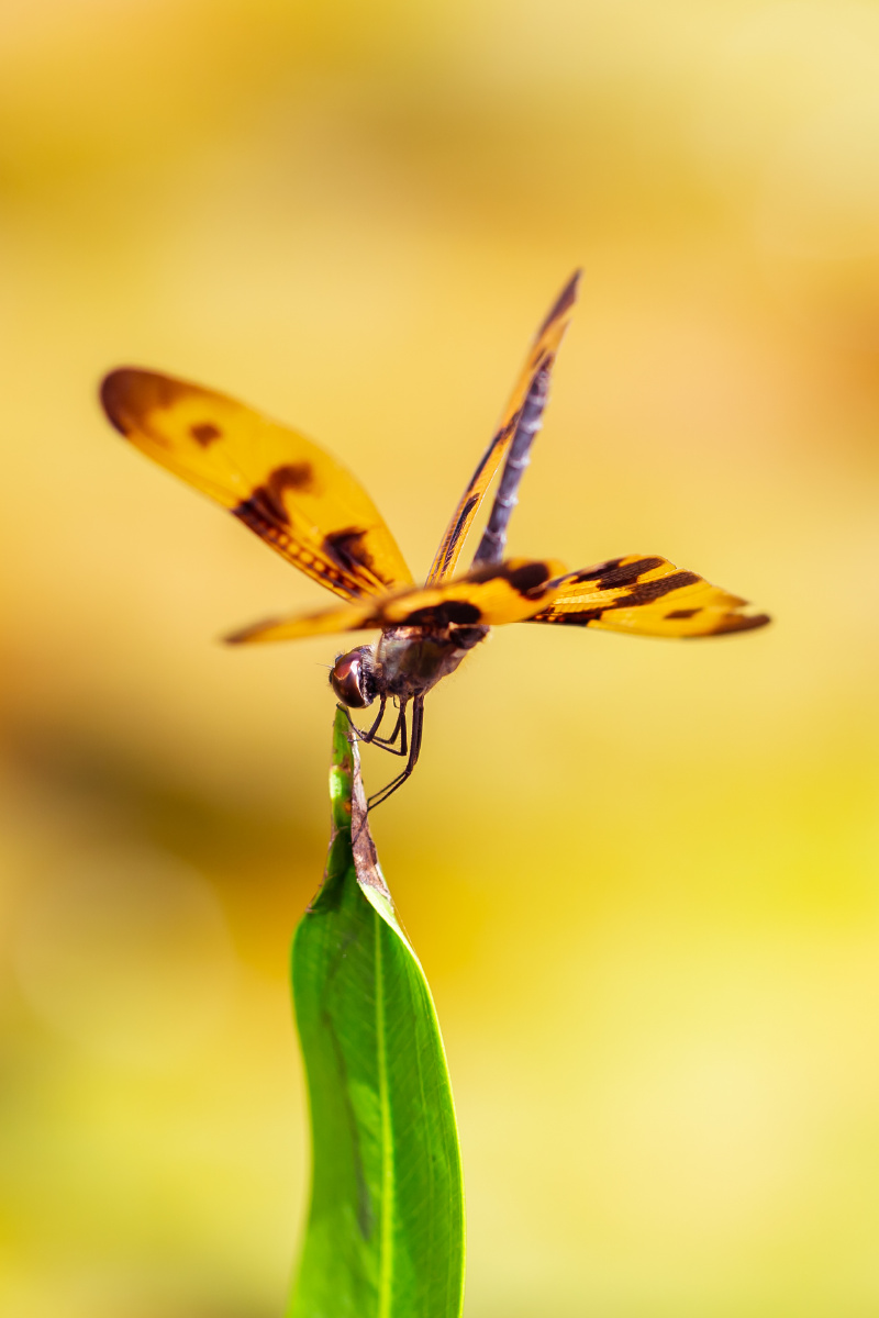 自然生态彩裳蜻蜓