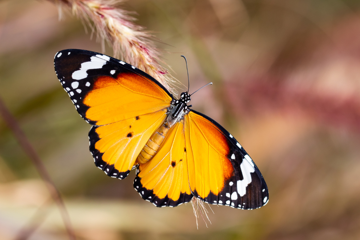 自然生态之美金斑蝶