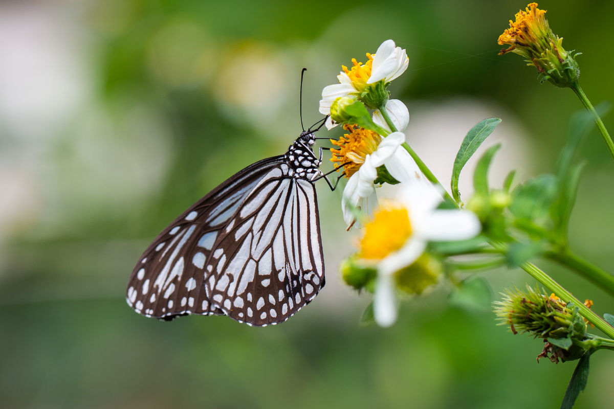 自然生态绢斑蝶