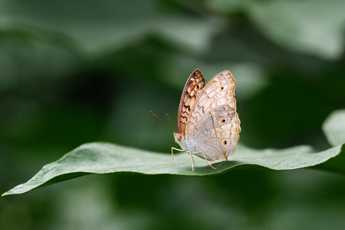 自然生态-波纹眼蛱蝶