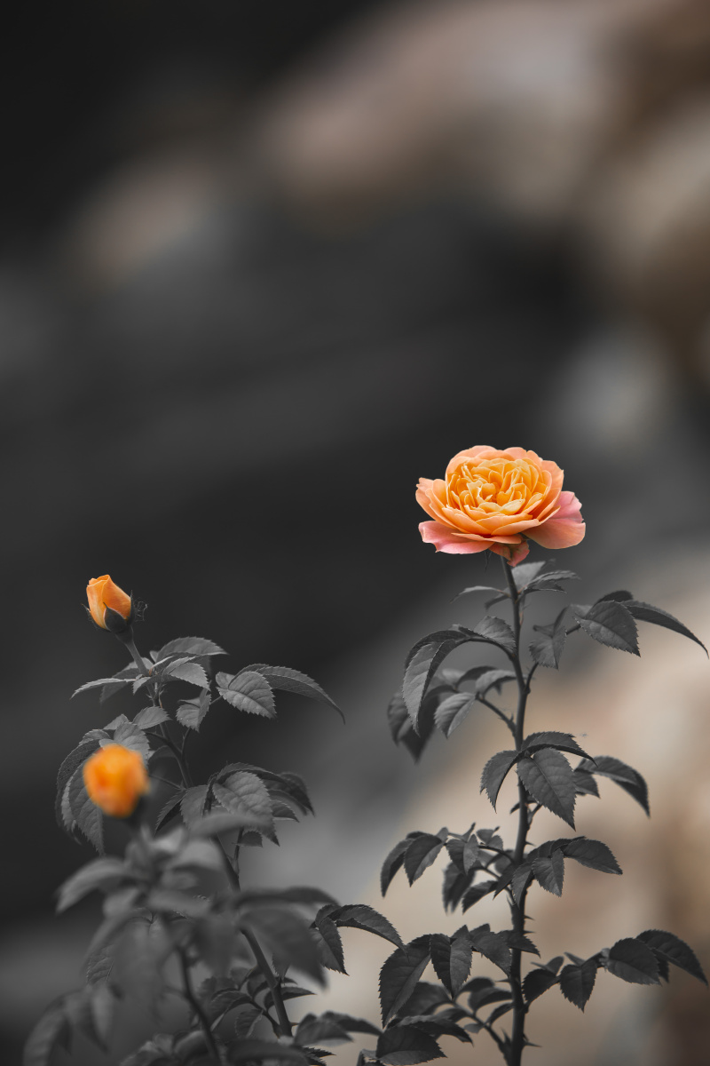 800_1200竖版 竖屏