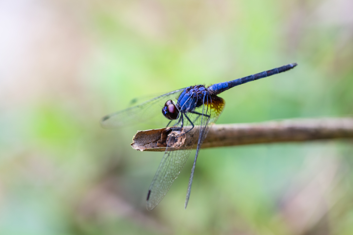 自然生态-乐仙蜻蜓 - 风影年轮 - 图虫