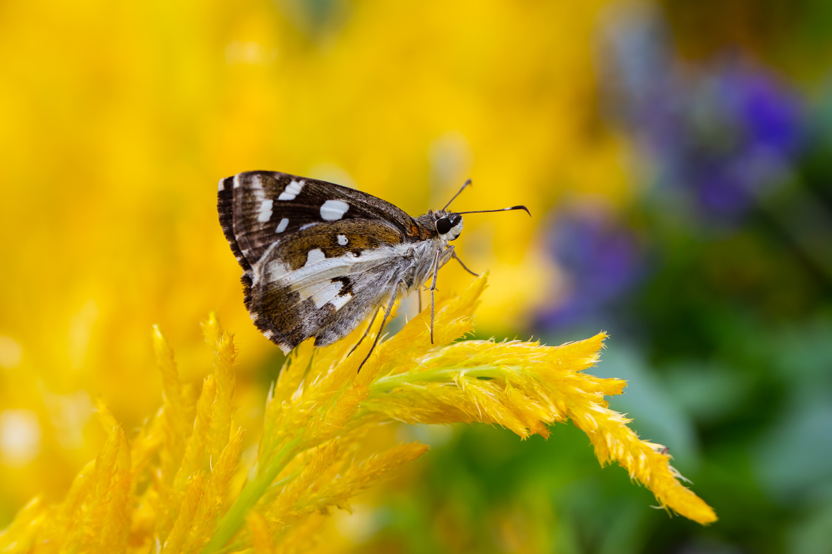 自然生态姜弄蝶