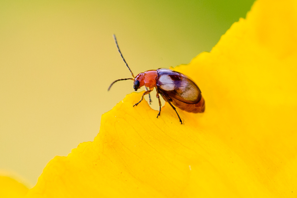 自然生态双斑莹叶甲