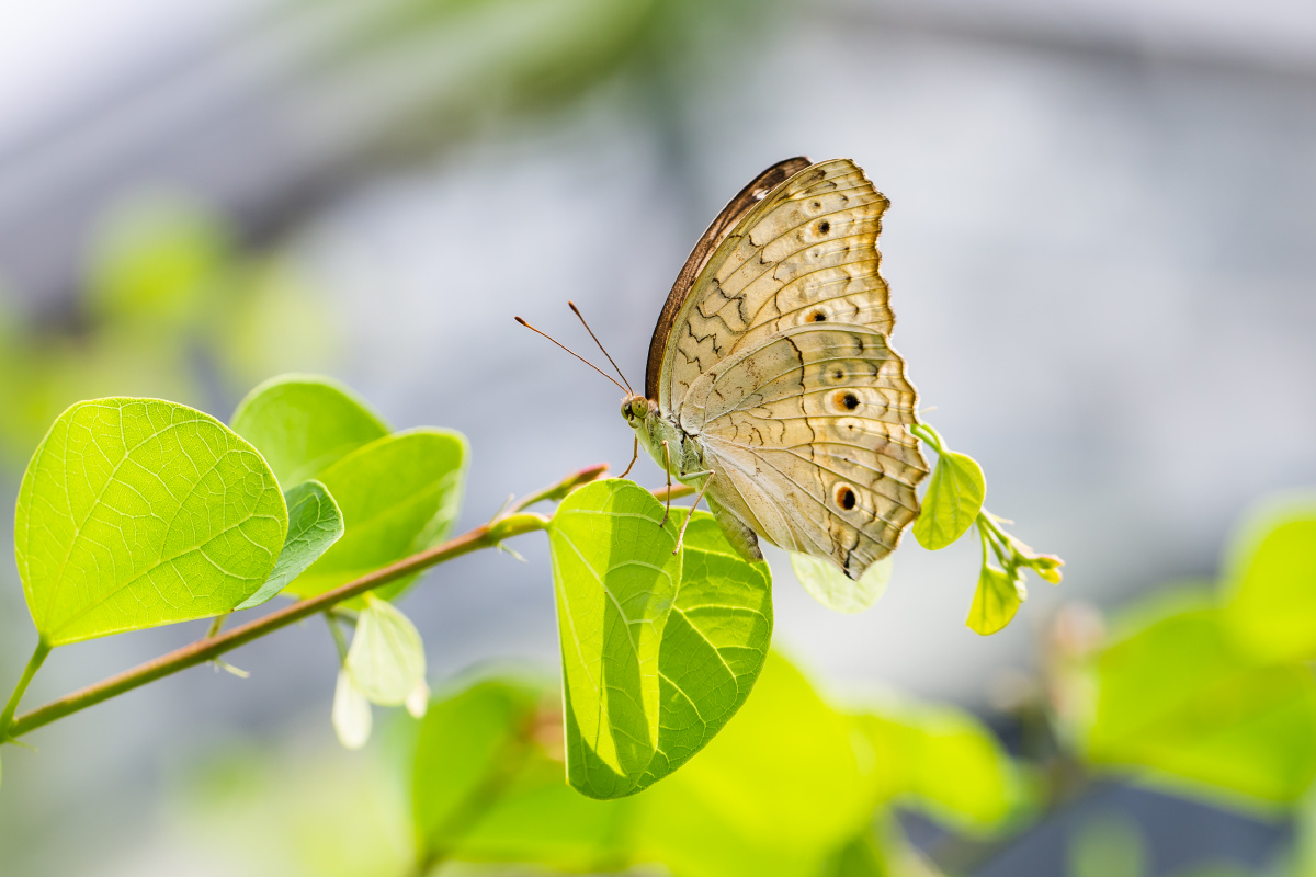 自然生态波纹眼蛱蝶