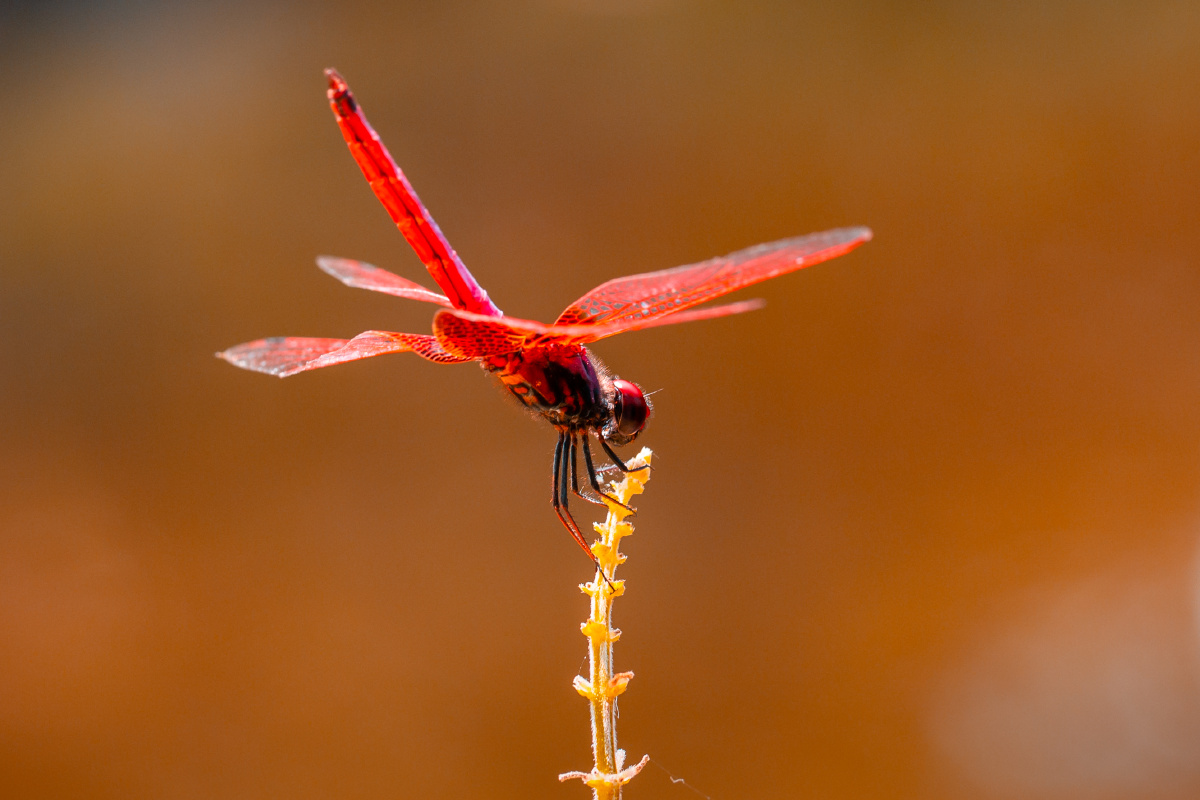 自然生态紫红蜻蜓