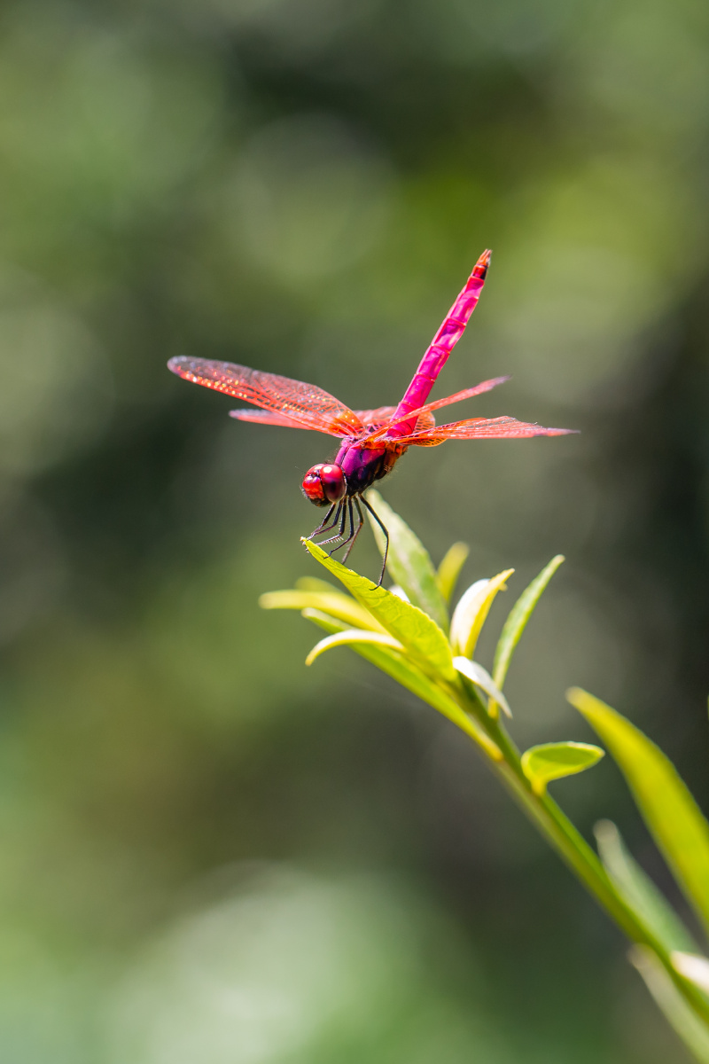 自然生态之美紫红蜻蜓