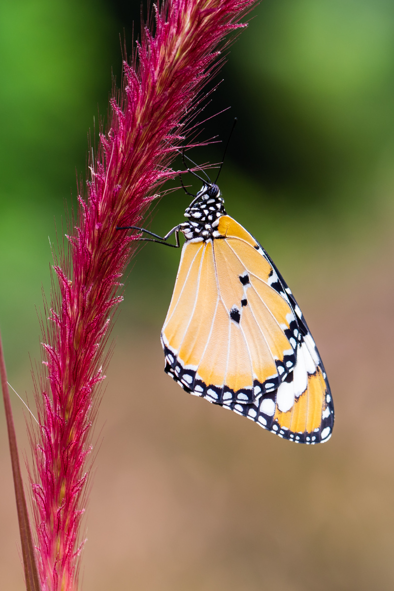 自然生态之美-金斑蝶