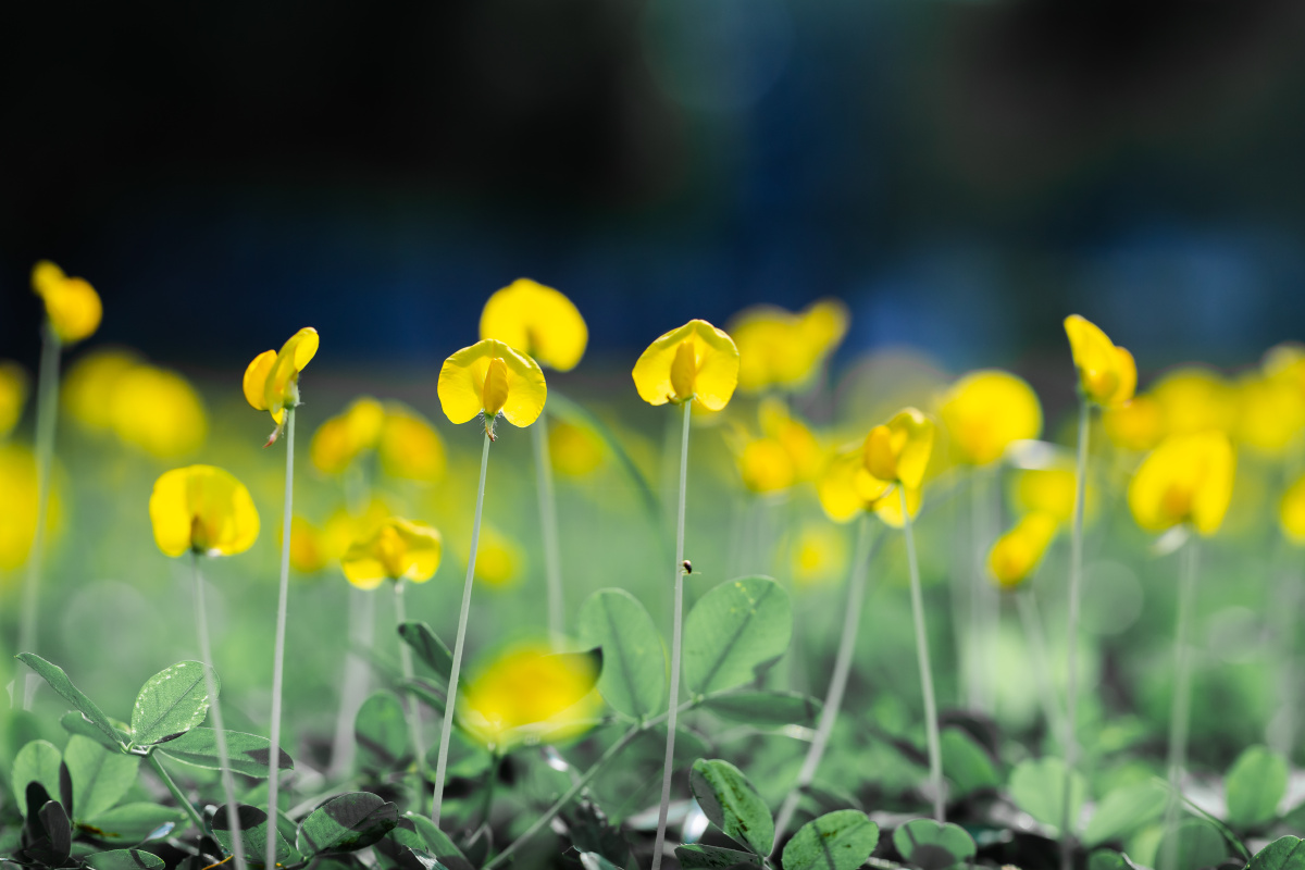 自然生态-巴西花生藤 - 风影年轮 - 图虫