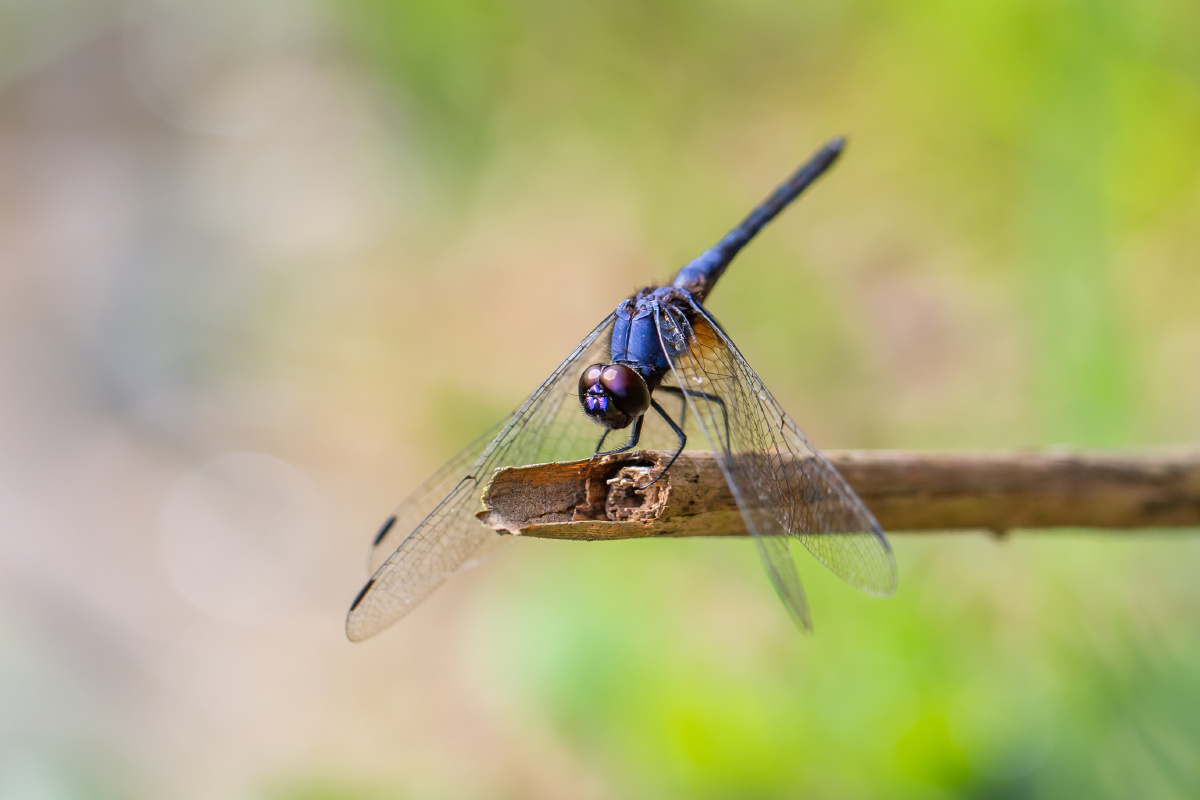 自然生态-乐仙蜻蜓 - 风影年轮 - 图虫