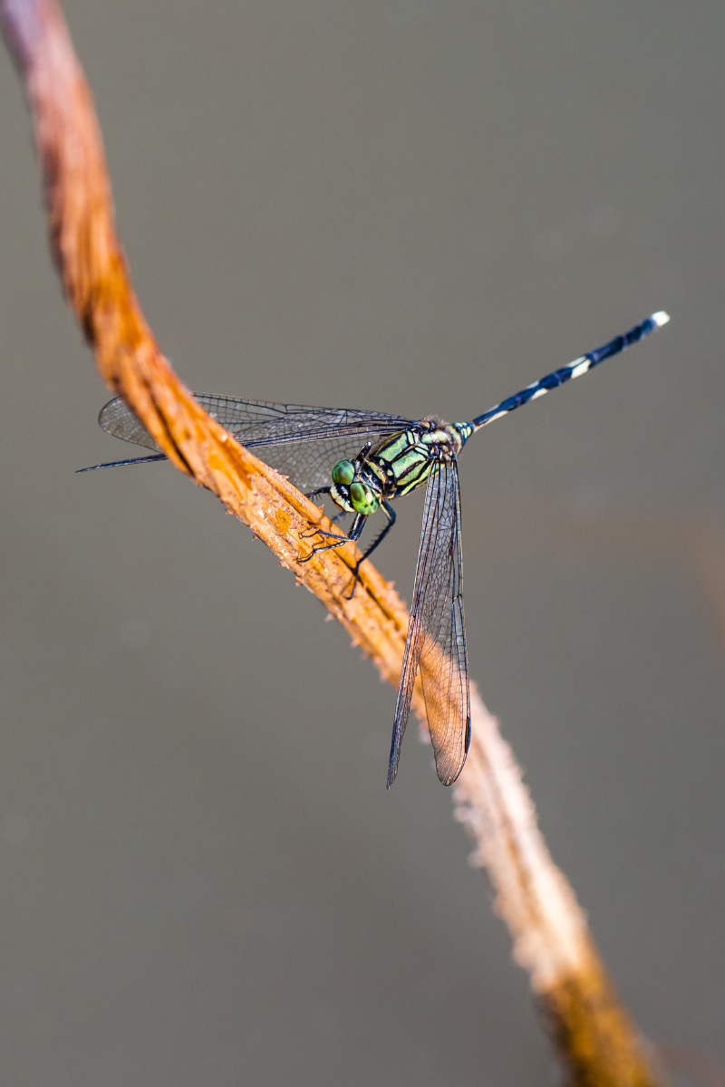 自然生态之美春蜓