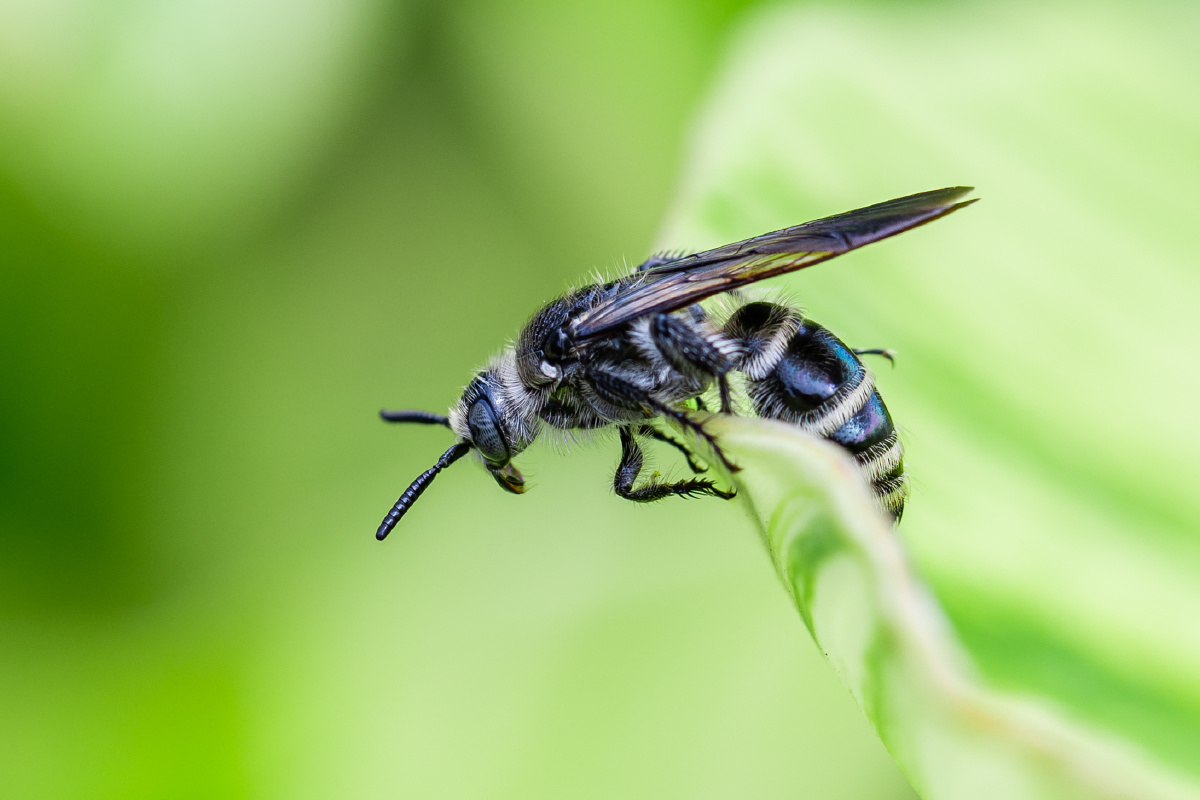 自然生态切叶蜂