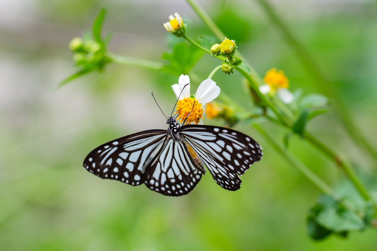 自然生态之美-绢斑蝶