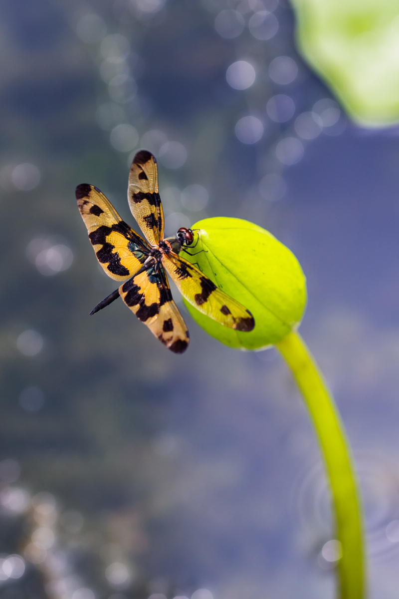 自然生态之美彩裳蜻蜓