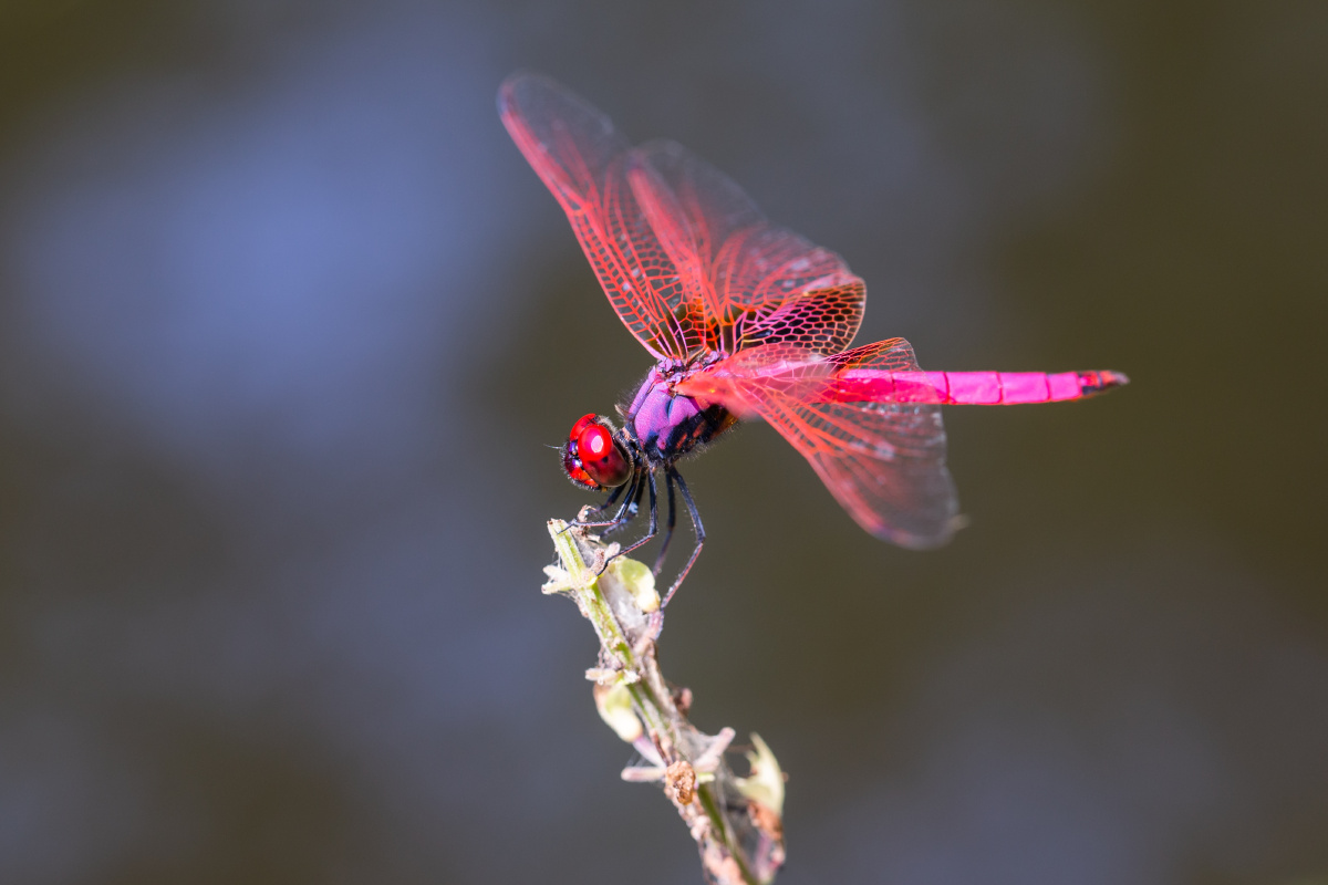 自然生态之美紫红蜻蜓