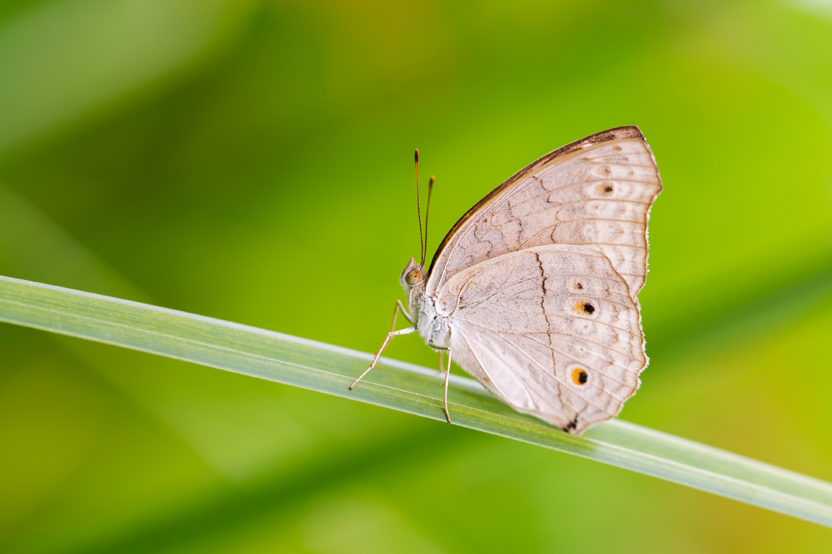 自然生态波纹眼蛱蝶