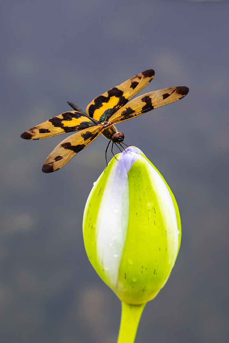 自然生态彩裳蜻蜓