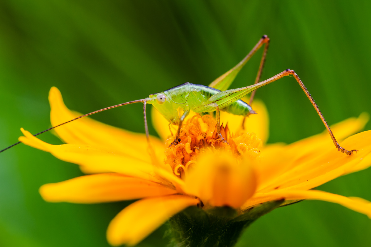 自然生态之美-蝈蝈与花 - 风影年轮 - 图虫