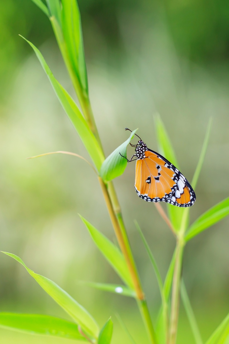 自然生态之美-竹叶上蝴蝶 - 风影年轮 - 图虫