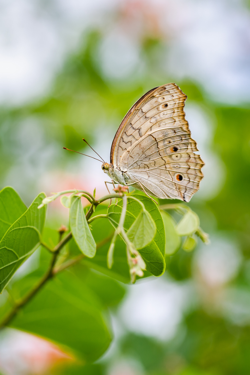 自然生态波纹眼蛱蝶