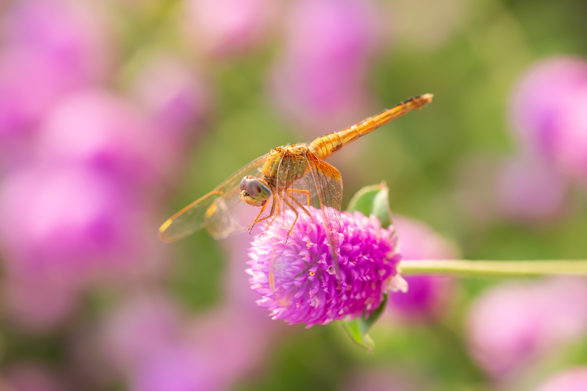 自然生态千日红上的蜻蜓