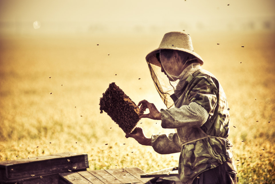 养蜂人