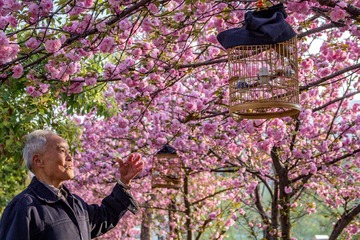 花香鸟语