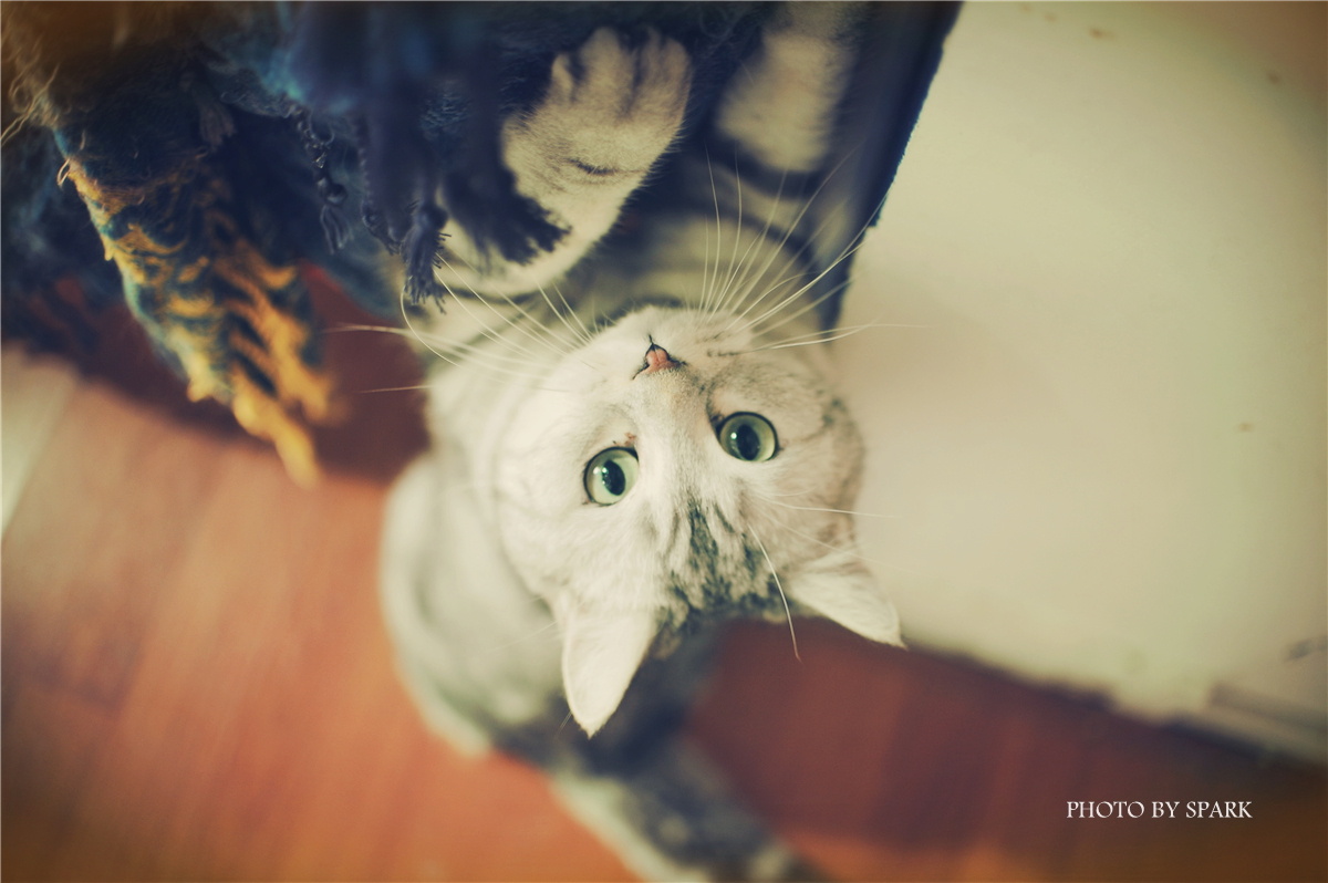 喵星人de宁静午后 - 七个吉他 - 图虫网 - 最好的