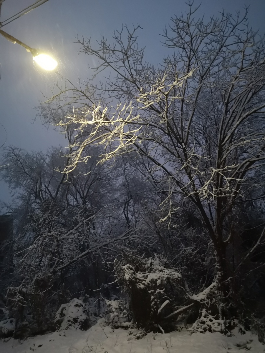 傍晚的雪如此优雅