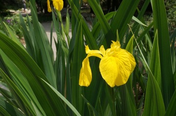 DSC00905.JPG