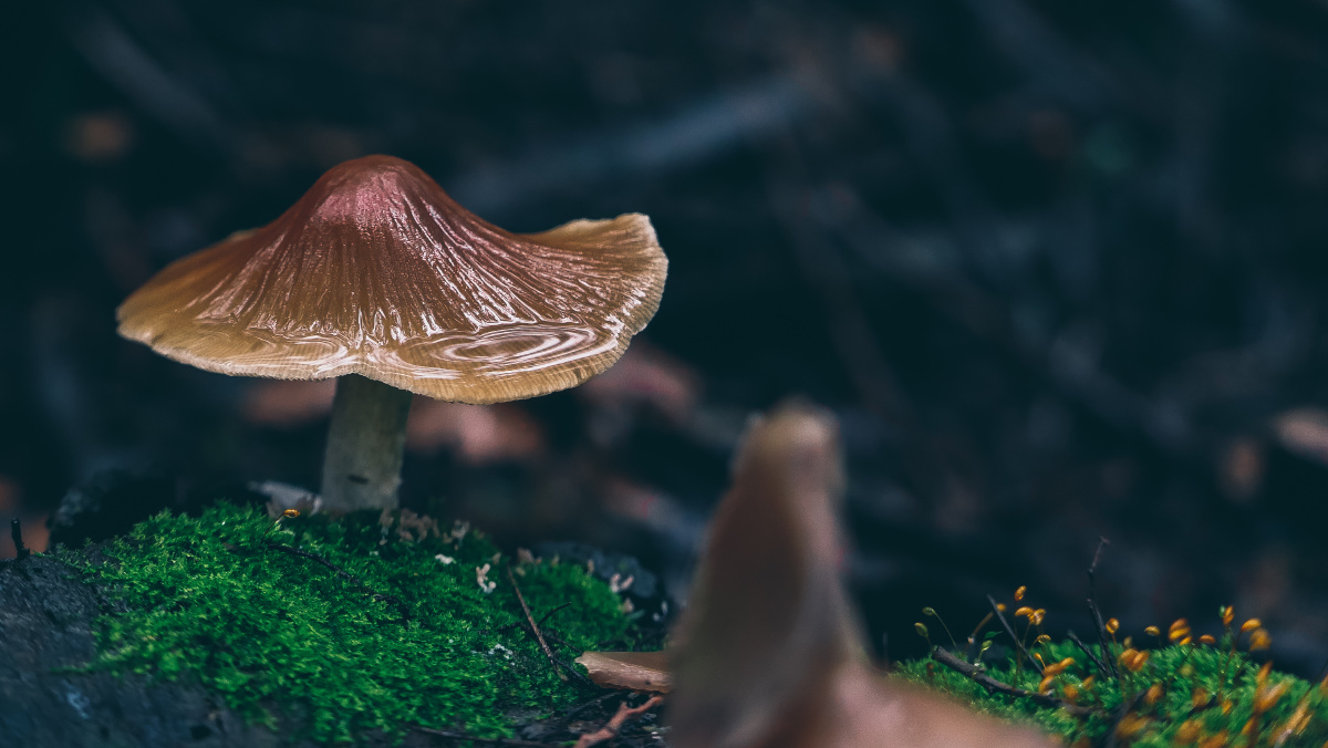 魔幻森林野生菌