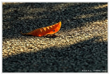IMG_0262_