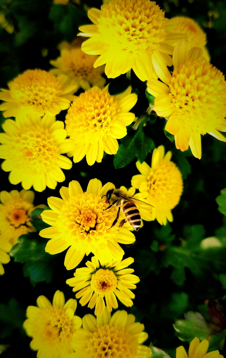 如皋水竹园的菊花